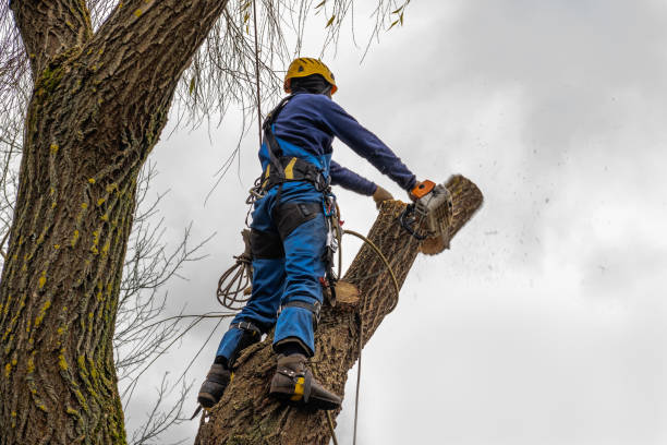 Dead Tree Removal in Tano Road, NM